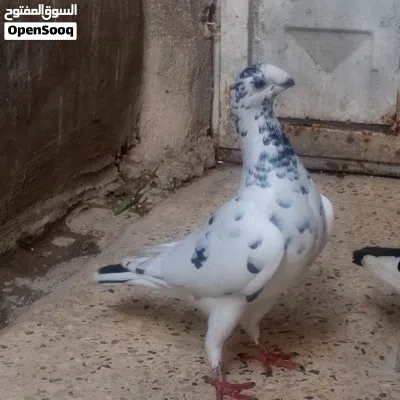 متاح طيور حمام 3