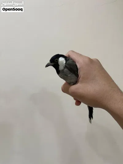 بلبل ربه اليف ويغرد 2