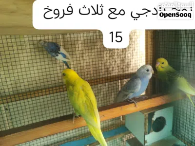 مجموعه طيور 3