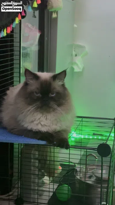 Persian and Himalayan male cat 2