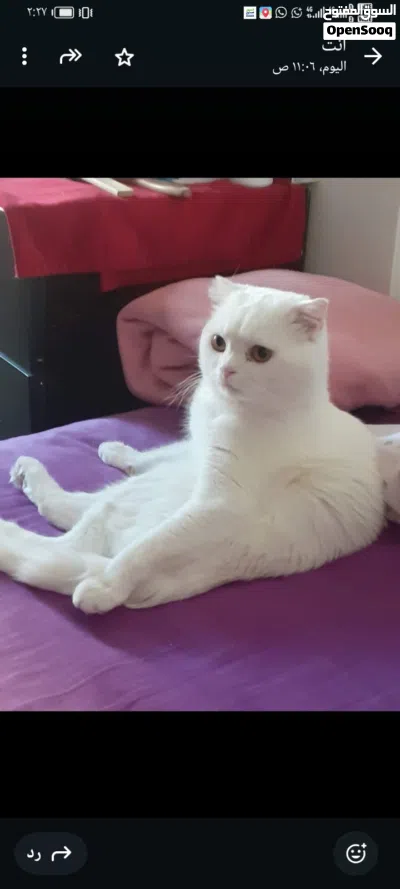 قط سكوتش فولد 3