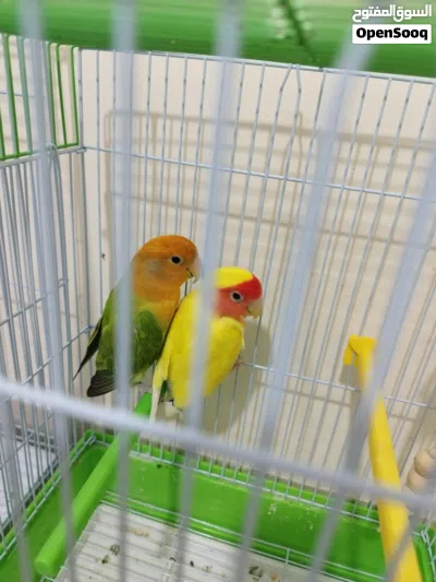 Peach Face Lovebird Pair Available Rosy Family 2