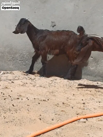 معزة أرباع، تحتها عناق للبيع 4