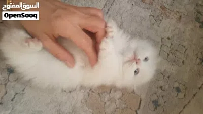 قطط تبني انثى cats for adoption 3