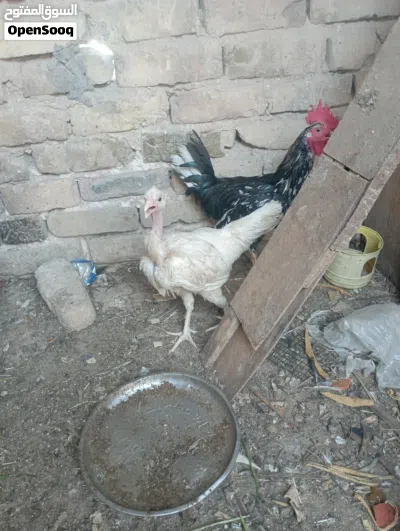 دجاجاتين امهات ركيبه ع وجه بيض لون ابيض سعرهن25بصره حيانيه 2