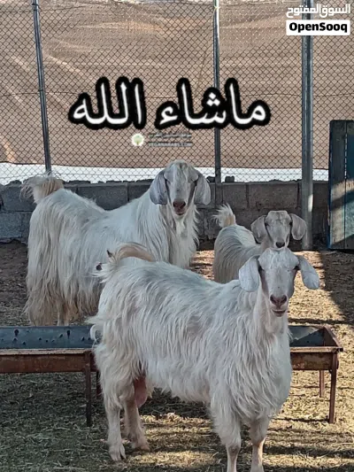 فحل اجلح معسكل مد وشور صنف فاخر مستوا قوي وهيكل انتاج قوي للي يبغى شي مميز من حلال الجواميد 3