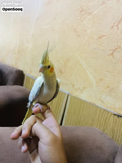 ببغاء كوكتيل اليف عمره أربعة أشهر ببغاء بالصلاة على النبي أليف جدا ويحب اللعب 3