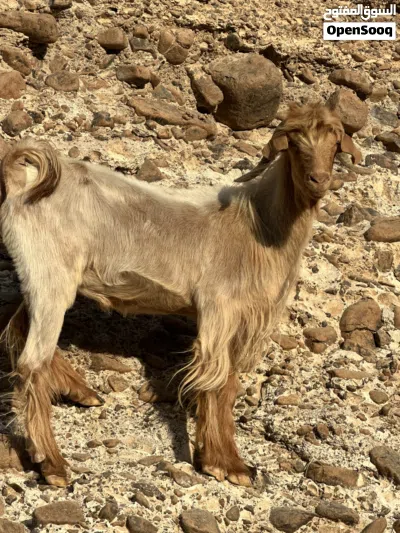 فحل من حلال الجواميد 3