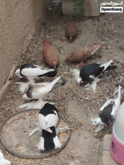 حمام زينه نفاخ ورواعب كلش نضيف للبيع 2
