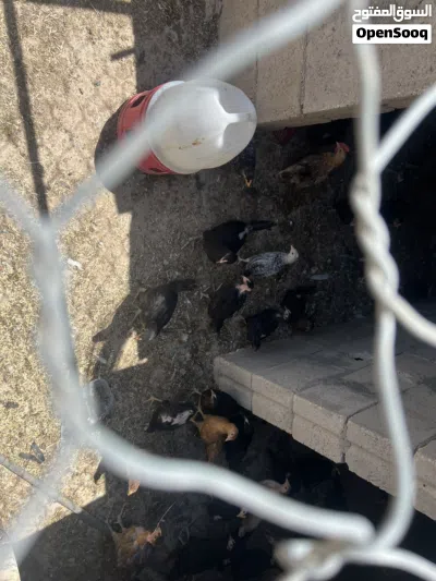 فراخ جاج بلدي عمرثلث شهور 3