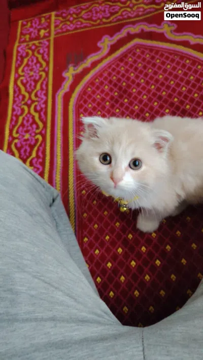 قطه ذكر سكوتش فولد 2