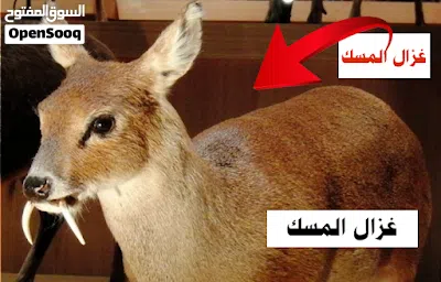 صرة مسك غزال اصلي نادر 2
