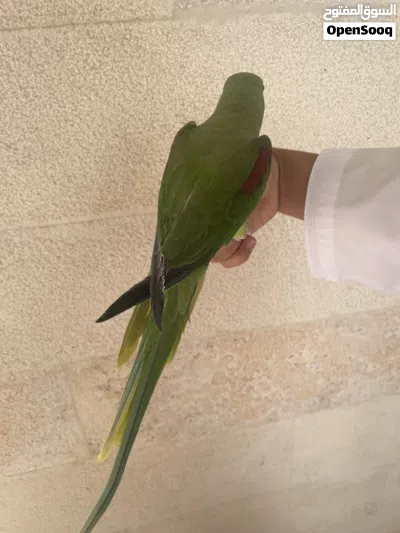 أنثى بغبغاء الدره النيبالي 3
