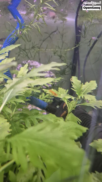 guppy 3pc 1 rial assassin snail 2pc 1 rial plants stumb 0.200 bz colour shrimps 3pc 1 rial 3