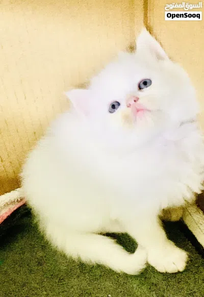 kitten for sell 2