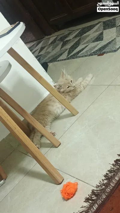 قطة للتبني بعمان 3