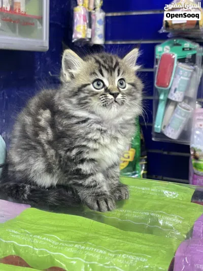 undefined 2