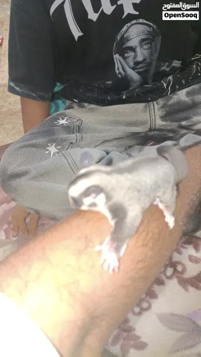 sugar glider 4
