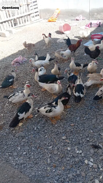 حمام باكستاني وشمسي وزاجل ولاحم وأنواع مختلفه للبيع جمله الحبه ريال ونص تعال وفالك الطيب 3