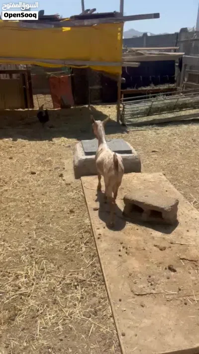 للبيع جدي صلالي 2