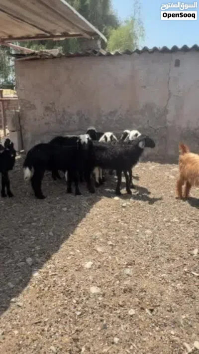 8حملات طيبات 2