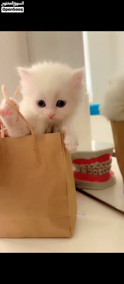 قطط شيرازي ذكور واناث 4