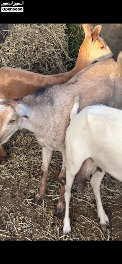 للبيع أغنام صلاليات 2