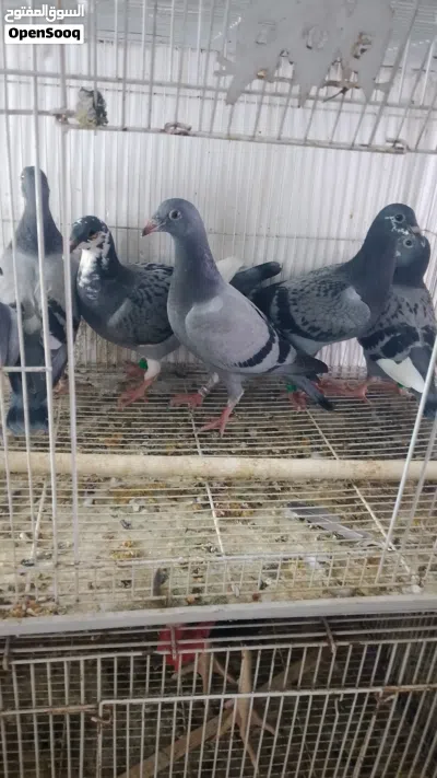 زواجل افراخ ينوصن بعدهم مامنشفات مثل ماواضح بصوره 2