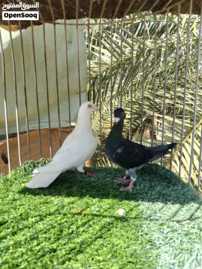 توصيل طيور سمائل مندوب 3