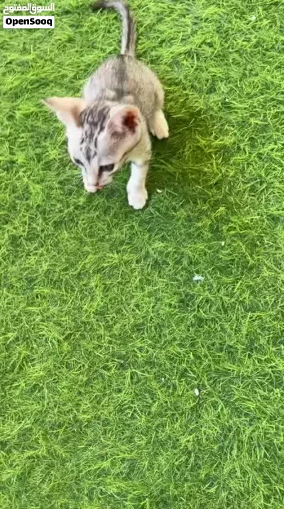 قط منزلي يبحث عن عائله جديده. Free nice cat 4
