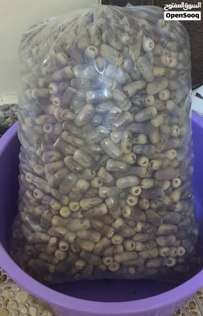 تمر نغال جريجرو 3