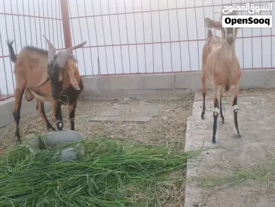 ماعز الالبين السويسري ماعز غزاره حليب 2
