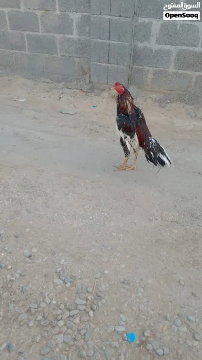 ديك باكستاني سندي 2