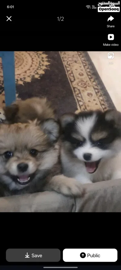 Pomeranian pups 2