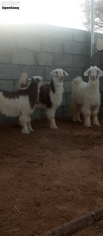 3 صخلات للبيع 2