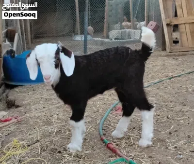 جدي مذيور سمين يرضع مرضعه ومن الغنم العمر شهر تواجد سمايل السعر 35 اخر دون جدال بادي ياكل وحده 2