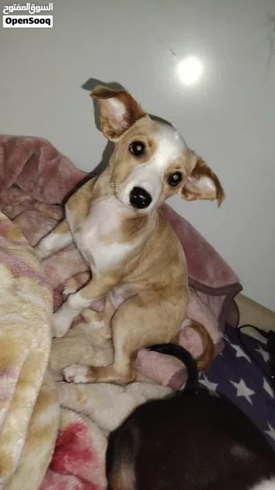 Cute dog very doesn’t bark only rarely 2
