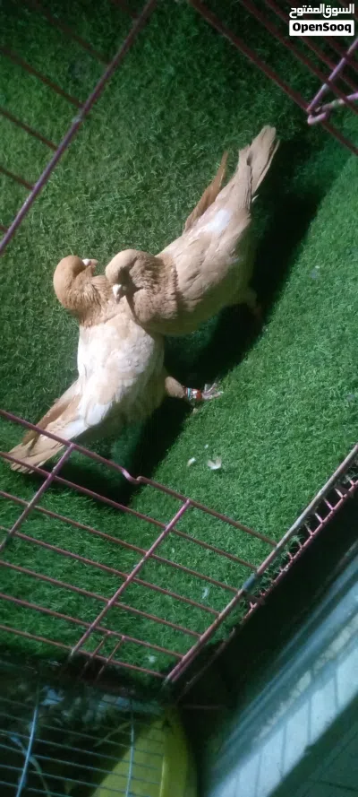 جوزين حلوين ومرتبين وشغالين 3