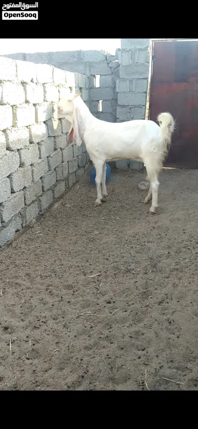 لبيع شاميه وبنجابيه 3