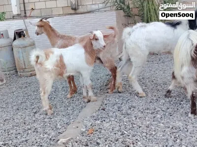 غنم للبيع اقرا الوصف تحت لايفوتك 3