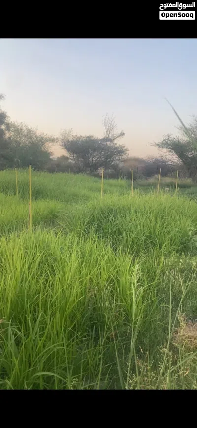للبيع بازري عماني شوف وصف مهم جدا 2