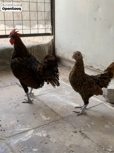 ديج ودجاجة إسباني 2