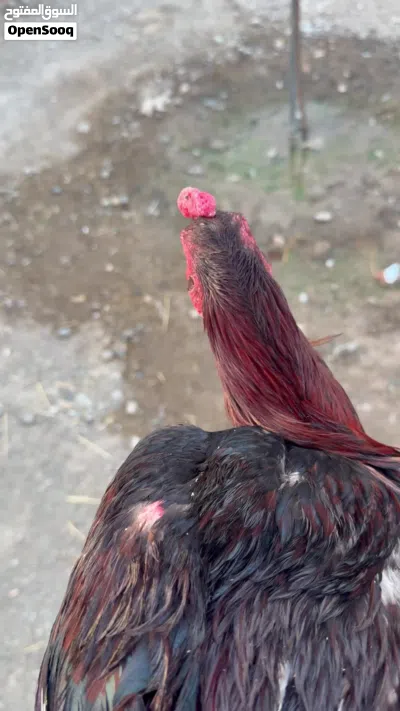 للبيع ديك باكستاني 3