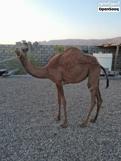 بكره باطنيه اصل 4