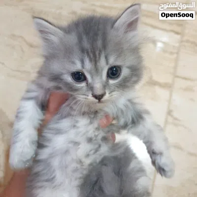قطط شيرازي 4