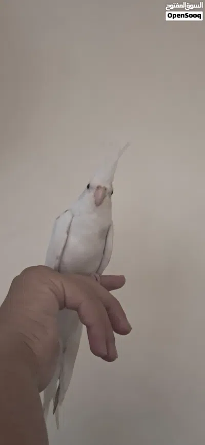 ببغاء كوكتيل البينو 2