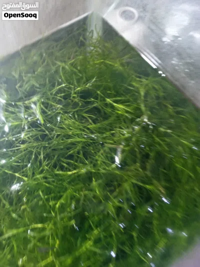 زرع مائي للسمك 2