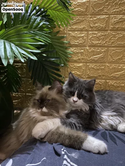 البصره الزبير 2