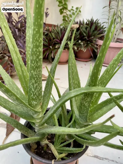 Aloe Vera plant Pair, healthy big stems 4
