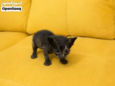 قطط رضيعة جميلة للتبني Beautiful baby kittens for adoption 4